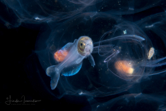 Bagless Glassfish - Amarsipus carlsbergi, Amarsipidae