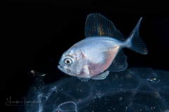 Bramidae gen. sp.