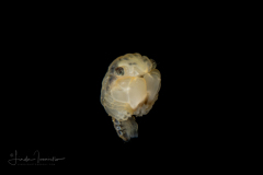 Crab Megalopa
