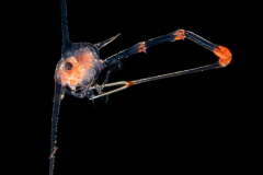 Crab Zoea Larva