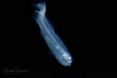 Cusk Eel - Ophidiid