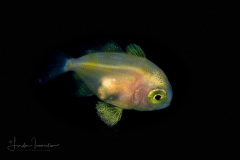 Driftfish  - Nomeidae