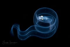 Eel Larva