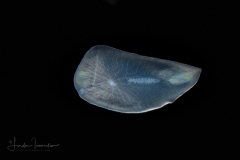Flatworm ?