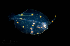 Flounder Larva