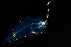Flounder Larva