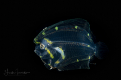 Flounder Larva