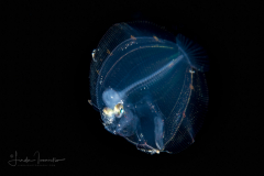 Flounder Larva