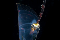 Flounder Larva