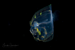 Flounder Larva