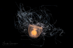 Hydrozoan - Oceania armata