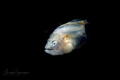 Indian halibut - Psettodes erumei