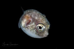 Juvenile Puffer