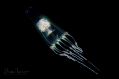 Leuckartiara octonema - Probably