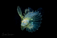 Lionfish Larva