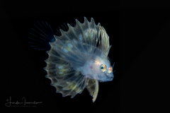 Lionfish Larva