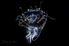 Slipper Lobster Larva