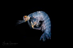 Mantis Shrimp Larva