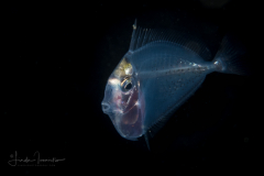 Moorish Idol - Zanclus cornutus ?