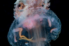 Paper Nautilus - Argonaut - Pelagic Octopus