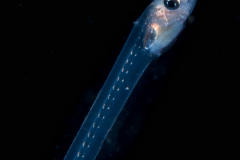 Pearlfish - Carapid