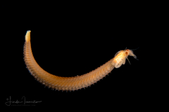 Polychaete Annelid Worm