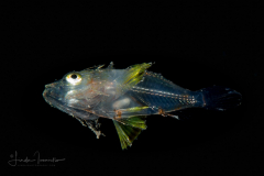 Scorpaenidae sp.