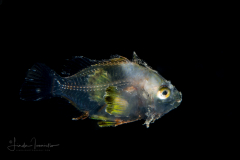 Scorpaenidae sp.