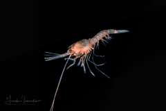 Shrimp