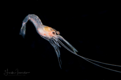 Shrimp