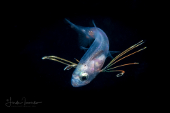Cardinalfish Larva - Gymnapogon sp.