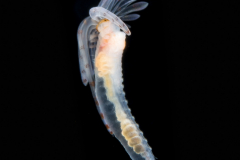 Terebellidae worm -  Larva ?
