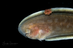 Tonguefish - genus Paraplagusia of the flatfish family Cynoglossidae