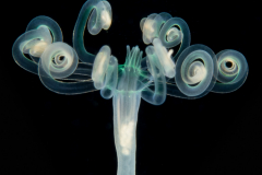 Tube Anemone Larva