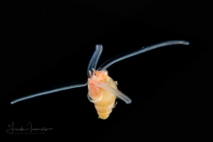 Veliger Larva of a Marine Gastropod