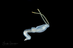 Worm