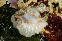 Atagema sp. 1 in NSSI ?