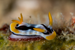 Chromodoris magnifica