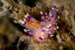 Coryphellina exoptata