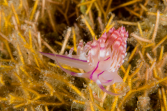 Coryphellina rubrolineata