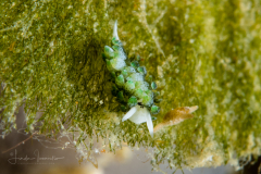 Costasiella sp. 1 NSSI