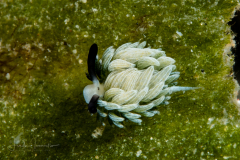 Costasiella usagi