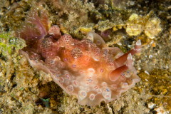 Dendrodoris tuberculosa