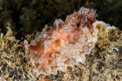 Dendrodoris tuberculosa