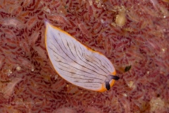 Dermatobranchus sp.