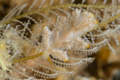 Eubranchus sp.