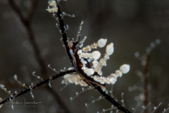 Eubranchus putnami