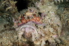 Glossodoris cincta