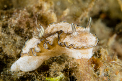 Glossodoris hikuerensis