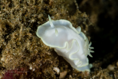 Glossodoris pallida